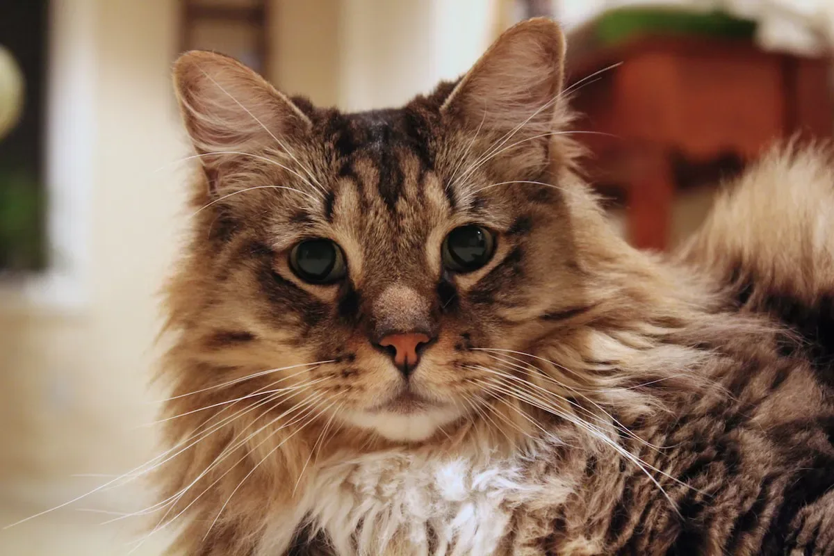 Can Cats Distinguish Between Different Languages?