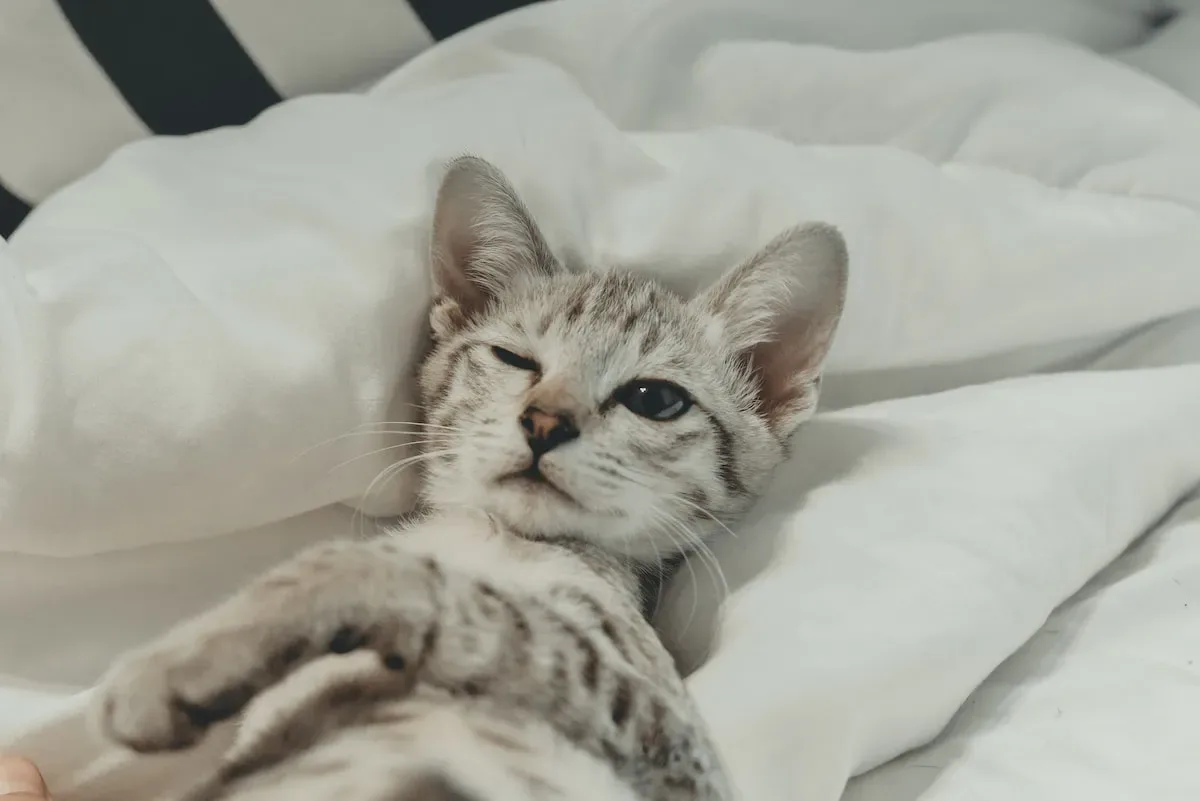 Can Cats Find Their Litter Box If You Move It?