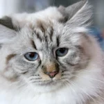 Can Cats Find Their Litter Box in the Dark? The Ultimate Guide.