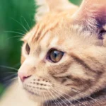 Can Cats Forget Owners in a Week? The Truth About Feline Memory.
