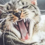 Can Cats Live in a Catio 24/7? Pros, Cons, and Tips
