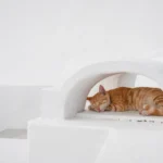 Can Cats Ride in Cars Without Carriers Safely?