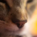 Can Cats Self-Clean Poop? Find Out Now!