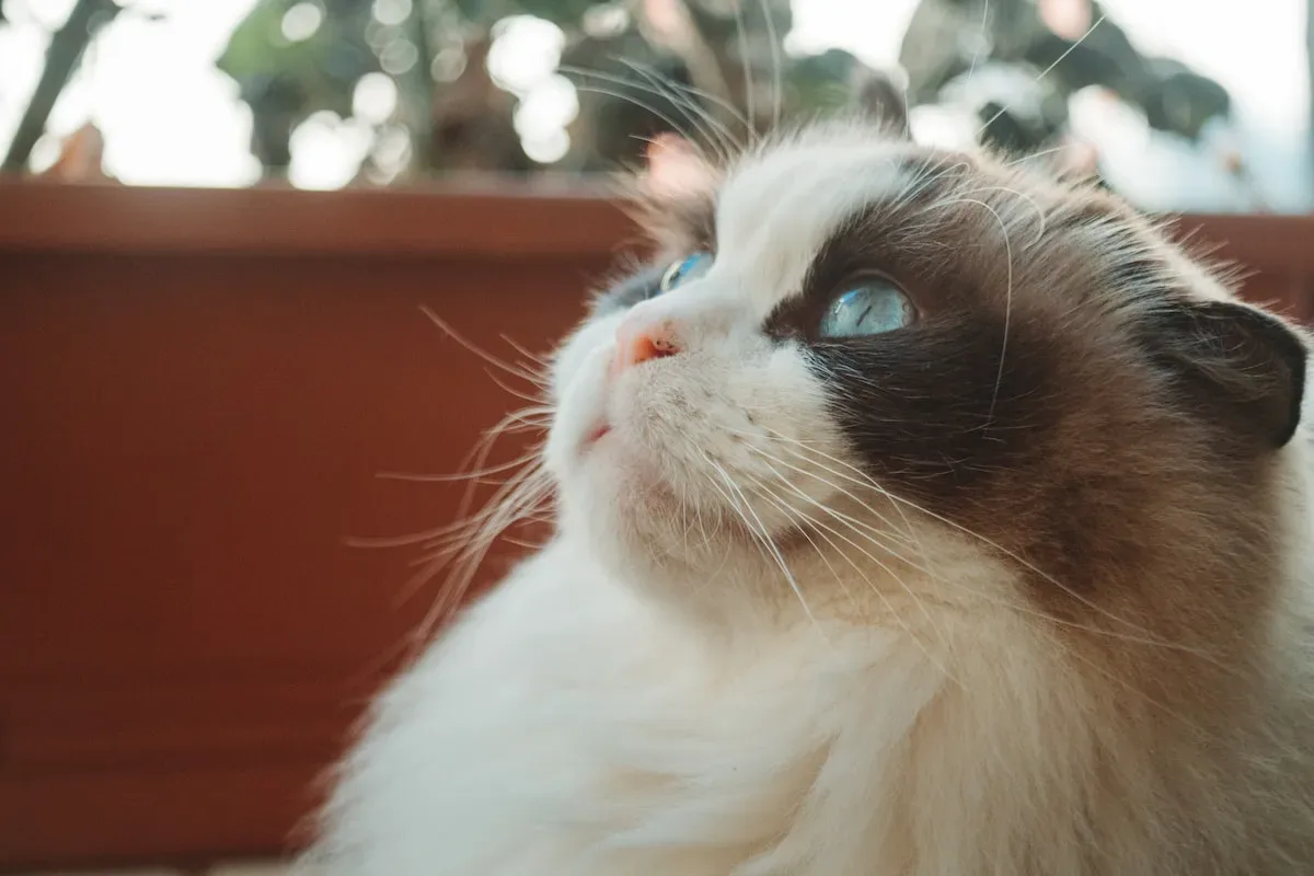 Can Cats Smell Food From Miles Away? Debunking Myths And Misconceptions