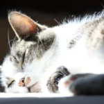 Can Cats Sniff Out Bed Bugs? Unleash Their Detection Skills!