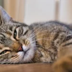 Can Cats have Catnip Daily? The Ultimate Guide