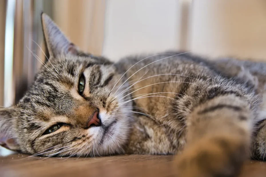 Can Cats have Catnip Daily? The Ultimate Guide