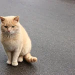 Can Humans Eat Catnip? Exploring Safety and Effects
