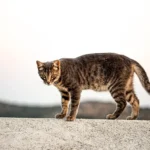 Can Outdoor Cats Smell Indoor Cats? Discover the Surprising Truth.