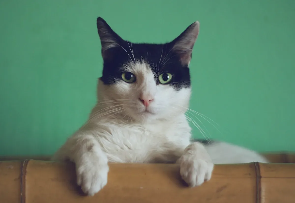 Can Spraying Vinegar Water On My Cat Help With Fleas?