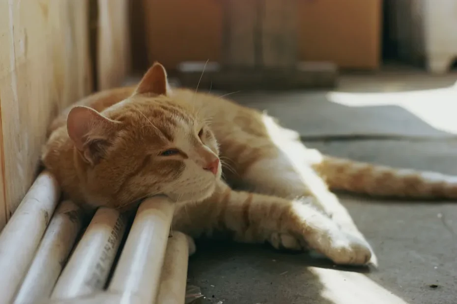 Can You Mix World's Best Cat Litter and Litter-Robot?
