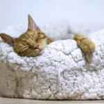 Can You Touch Newborn Kittens? The Surprising Truth Revealed.