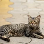 Can a Cat Have Two Litters at Once? The Truth About Feline Reproduction
