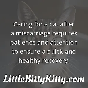 Caring for a cat after a miscarriage requires patience and attention to ensure a quick and healthy recovery.