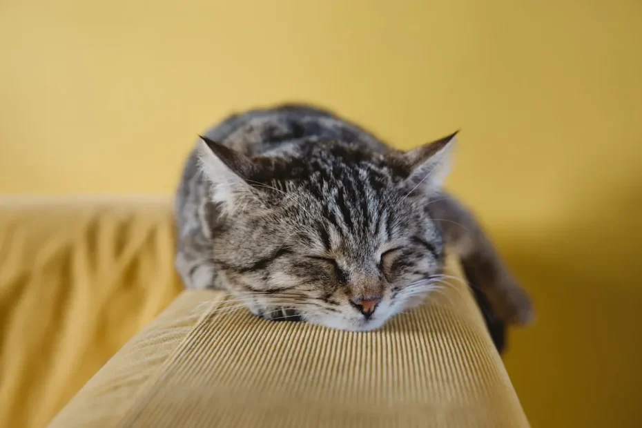 Cat Behavior 101: Why Do Cats Rub and Bite?
