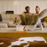 Cat Kneading: Cute or Painful?