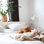 Cat Litter Box Sleeping - Why Your Feline Companion May Prefer It