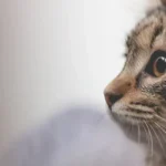 Cat Litter & Urinary Blockage: What You Need to Know