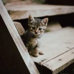 Cat Pee Guarding: Decoding Your Feline Friend's Protective Instincts