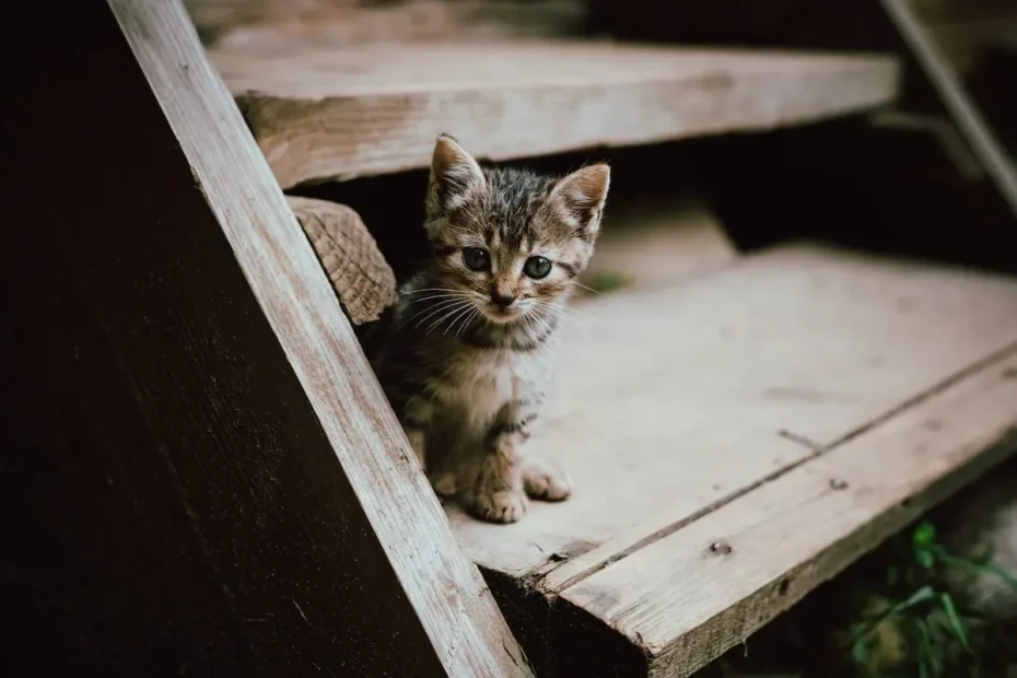 Cat Pee Guarding: Decoding Your Feline Friend's Protective Instincts