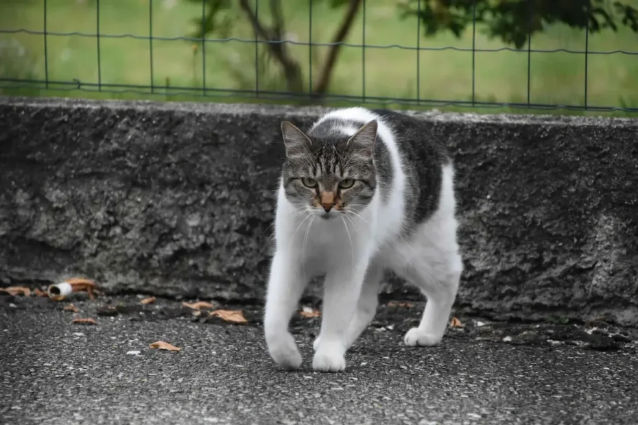Cat Poop Stinks? 10 Ways to Reduce Smell