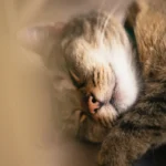 Cat Urine Toxoplasmosis: Risks and Precautions