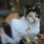 Cat Walking on a Leash: Cruelty or Kindness?