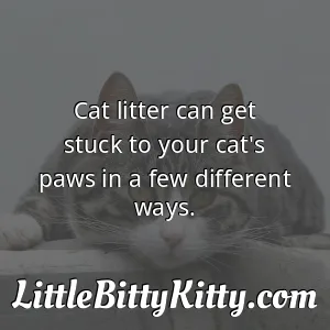 Cat litter can get stuck to your cat's paws in a few different ways.