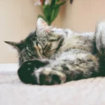Cat's Bizarre Fear of Bananas - Exploring the Science behind it