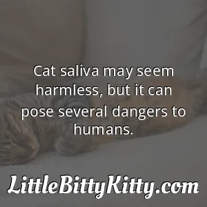 Cat saliva may seem harmless, but it can pose several dangers to humans.