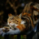 Catio Planning Permission: What You Need to Know