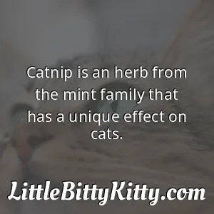 Catnip is an herb from the mint family that has a unique effect on cats.
