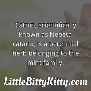 Catnip, scientifically known as Nepeta cataria, is a perennial herb belonging to the mint family.