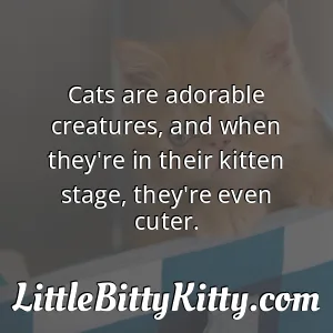 Cats are adorable creatures, and when they're in their kitten stage, they're even cuter.