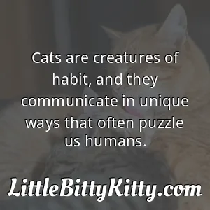 Cats are creatures of habit, and they communicate in unique ways that often puzzle us humans.