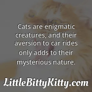 Cats are enigmatic creatures, and their aversion to car rides only adds to their mysterious nature.