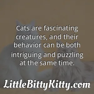 Cats are fascinating creatures, and their behavior can be both intriguing and puzzling at the same time.