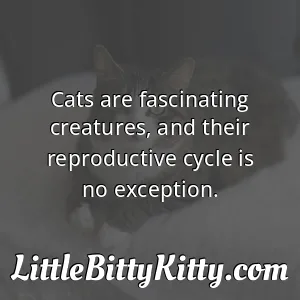 Cats are fascinating creatures, and their reproductive cycle is no exception.
