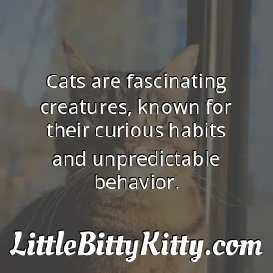 Cats are fascinating creatures, known for their curious habits and unpredictable behavior.