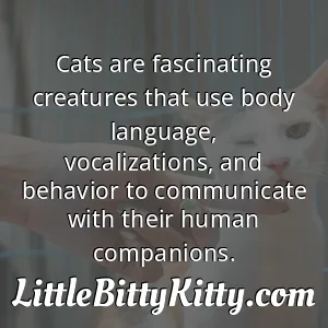 Cats are fascinating creatures that use body language, vocalizations, and behavior to communicate with their human companions.