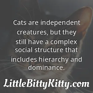 Cats are independent creatures, but they still have a complex social structure that includes hierarchy and dominance.