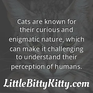 Cats are known for their curious and enigmatic nature, which can make it challenging to understand their perception of humans.