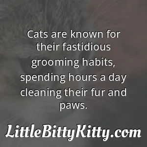 Cats are known for their fastidious grooming habits, spending hours a day cleaning their fur and paws.