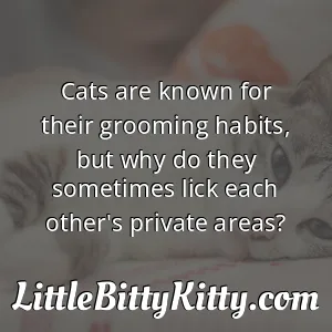 Cats are known for their grooming habits, but why do they sometimes lick each other's private areas?