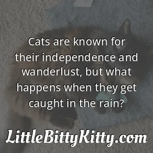 Cats are known for their independence and wanderlust, but what happens when they get caught in the rain?