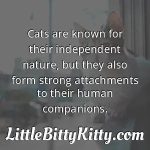 Cats are known for their independent nature, but they also form strong attachments to their human companions.