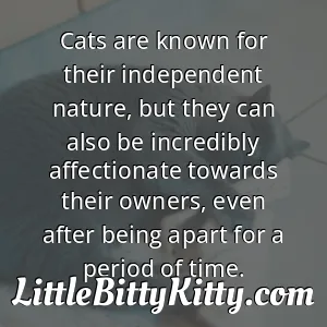 Cats are known for their independent nature, but they can also be incredibly affectionate towards their owners, even after being apart for a period of time.