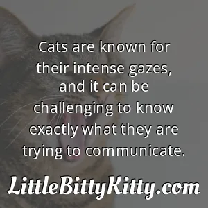 Cats are known for their intense gazes, and it can be challenging to know exactly what they are trying to communicate.