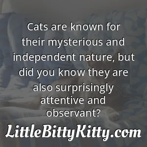 Cats are known for their mysterious and independent nature, but did you know they are also surprisingly attentive and observant?