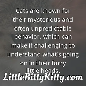 Cats are known for their mysterious and often unpredictable behavior, which can make it challenging to understand what's going on in their furry little heads.